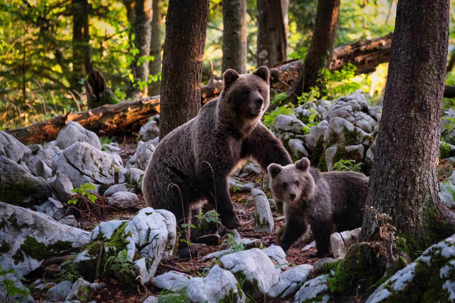 Ours Croates